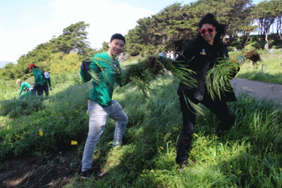 Pulling invasive grasses at Lands End