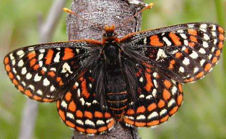 Checkerspot butterfly