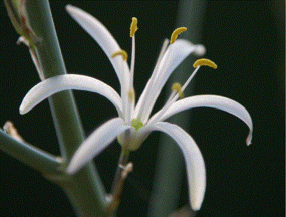 Soap root flower