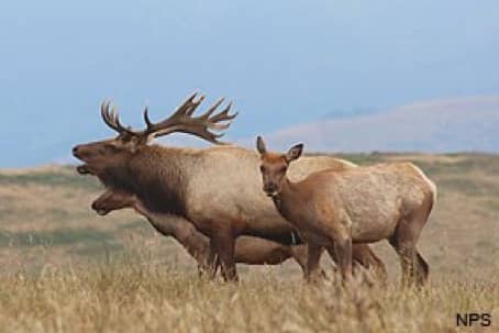 Tule Elk-feb18