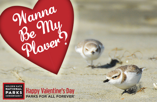 Will You Be My Plover?