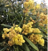 Wattle_sf_july