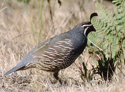 california_quail - Alan Hopkins 2001.jpg