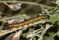 catepillar_marin_mar18