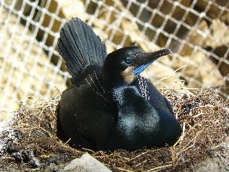 cormorant breeding plumage