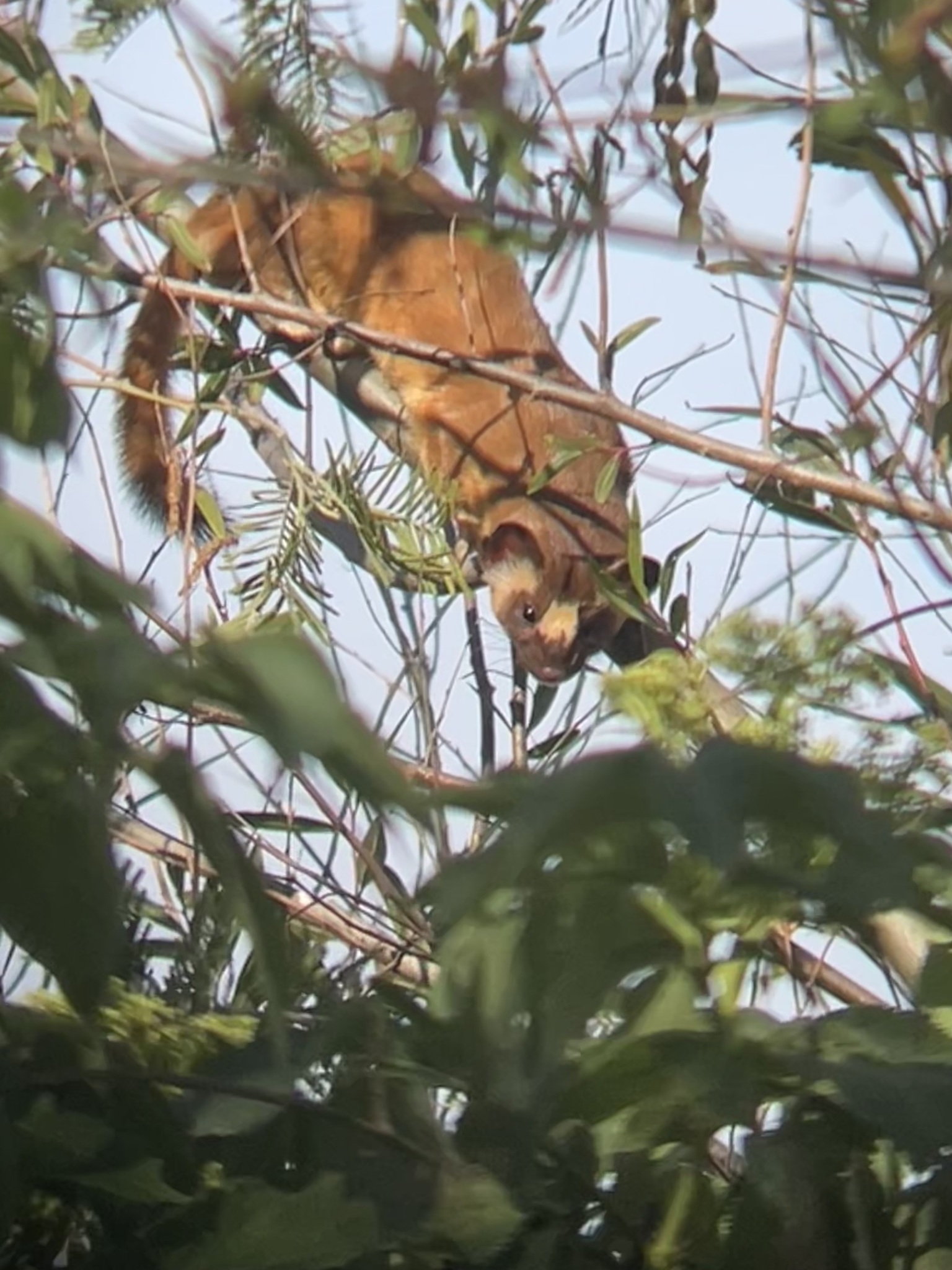 Long tailed weasel by Margarita Montenegro via iNaturalist