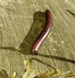 Millipede_feb2018