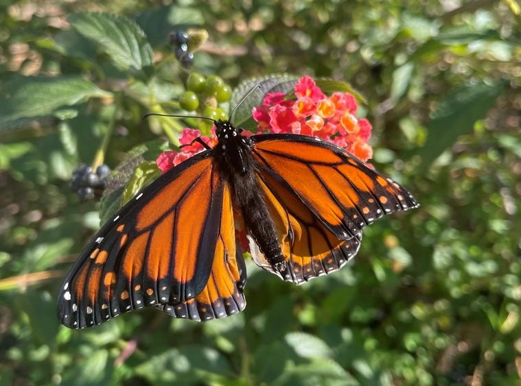 Monarch butterfly by kbanter via iNaturalist