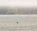 pev-0618-whalewatching-thumb.jpg