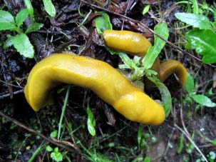 pssf0118-bananaslug-9.jpg