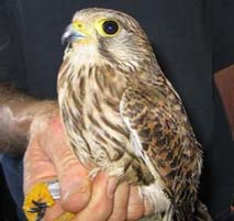 pssf0118-kestrel-7.jpg