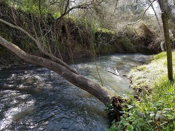 redwood creek.jpg
