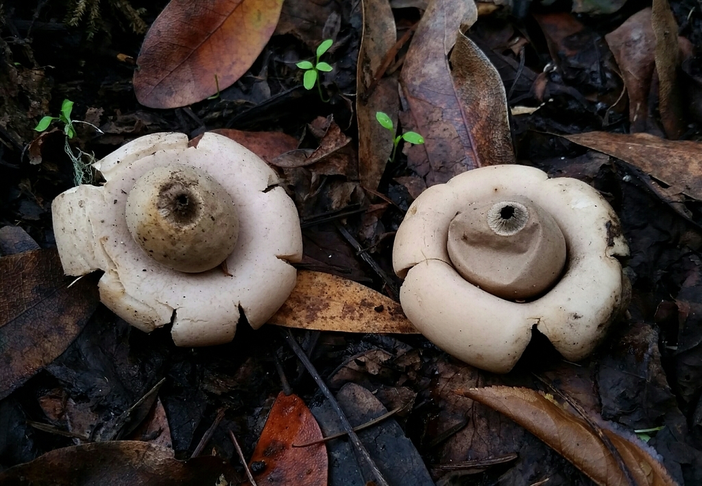 Rounded earthstars by David Greenberger via iNaturalist