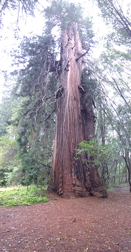 Roys Redwoods
