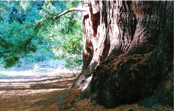 Redwood at Roy's Redwoods Park