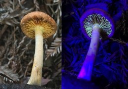 Glowing Mushroom Composite