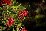 marin_toyon_apr18