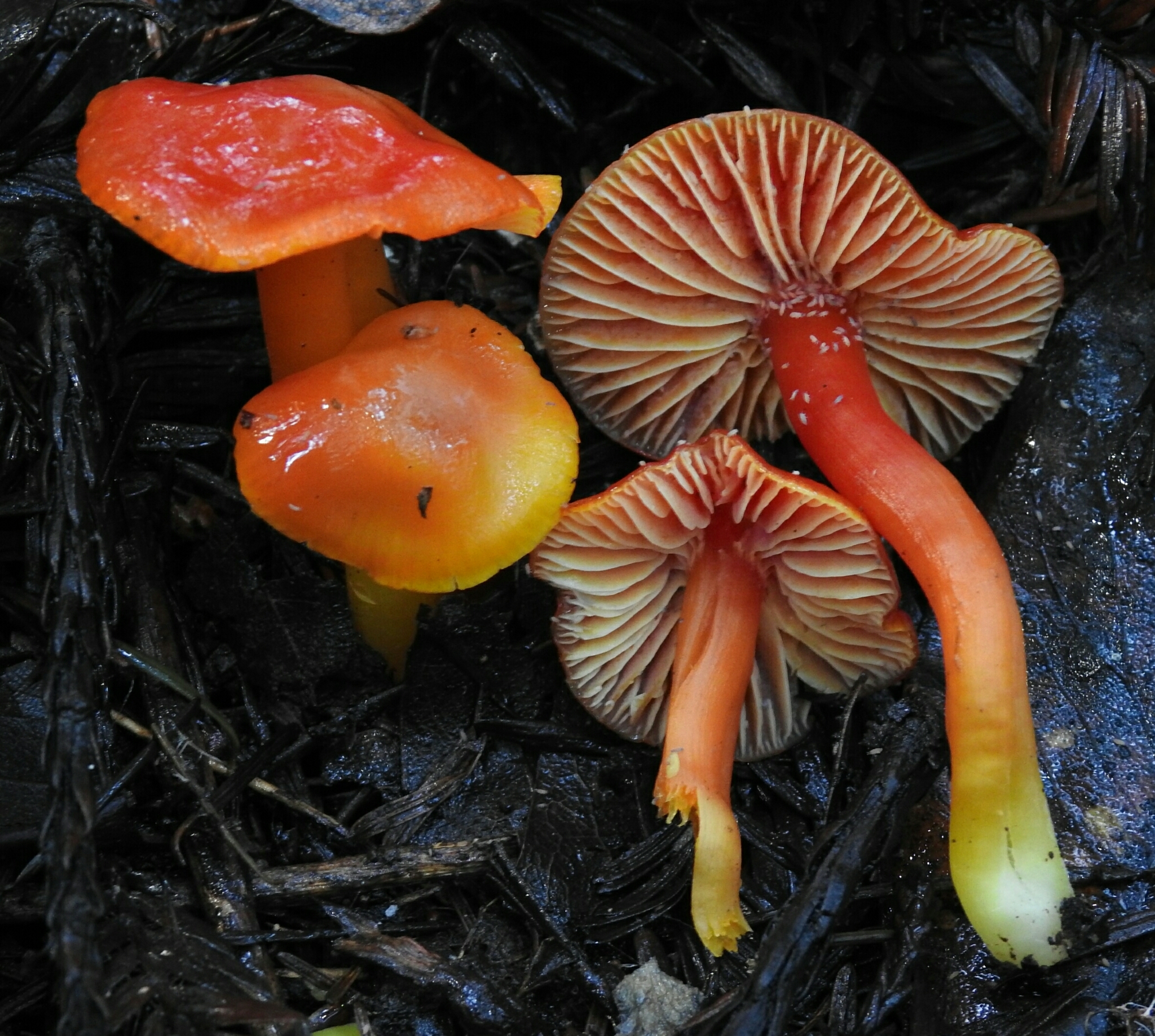 Waxcaps by dgreenberger via iNaturalist