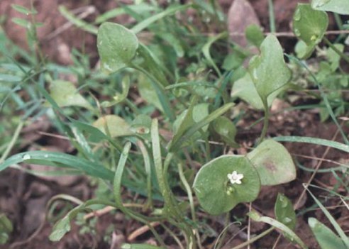 claytonia pervifoliata